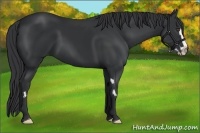 Horse Color:Black Splash Frame