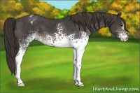 Horse Color:White Spotted Buckskin Appaloosa 