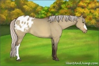 Horse Color:Silver Bay Dun Appaloosa