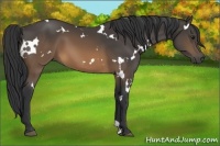 Horse Color:White Spotted Buckskin