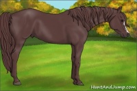 Horse Color:Chocolate Black
