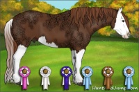 Horse Color:Chestnut Ice Splash 