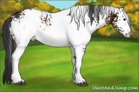 Horse Color:White Spotted Brown Ice Rabicano 