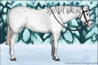 Horse Color:White Spotted Black Splash Tobiano Frame Near Leopard