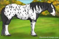 Horse Color:Black Splash Near Leopard 