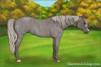 Horse Color:Silver Blue Roan 
