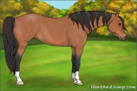 Horse Color:Bay Roan 
