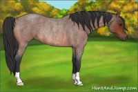 Horse Color:Bay Roan Rabicano 