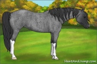 Horse Color:Blue Roan 