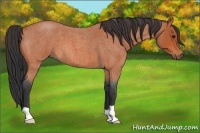 Horse Color:Bay Roan 