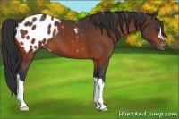 Horse Color:Bay Appaloosa 