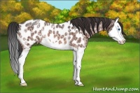 Horse Color:Bay Ice Splash Appaloosa Rabicano 