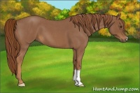 Horse Color:Red Roan 