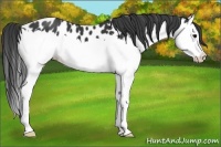 Horse Color:Black Splash Appaloosa 