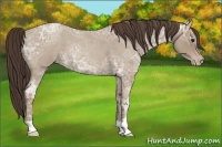 Horse Color:Classic Champagne Ice Roan Rabicano 