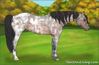 Horse Color:Bay Ice Roan Appaloosa 