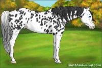 Horse Color:Black Splash Appaloosa 