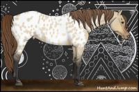 Horse Color:Buckskin Roan Dun Blanket 