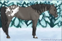 Horse Color:Grullo Appaloosa 