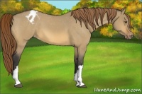 Horse Color:Buckskin Dun Varnish 
