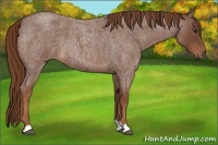 Horse Color:Red Roan