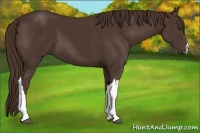 Horse Color:Liver Chestnut 