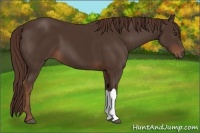 Horse Color:Liver Chestnut 