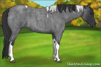 Horse Color:Blue Roan Tobiano 
