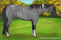 Horse Color:Blue Roan Tobiano
