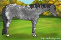 Horse Color:Black Ice Appaloosa 