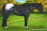 Horse Color:Black Appaloosa