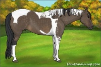 Horse Color:Brown Dun Tobiano 