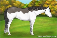 Horse Color:Smoky Grullo Splash 