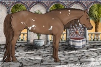 Horse Color:White Spotted Liver Chestnut 