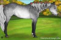 Horse Color:Silver Brown Chinchilla 