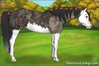 Horse Color:Bay Ice Dun Splash 