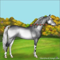 Horse Color:Silver Brown Chinchilla Onyx Rabicano 