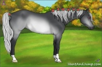Horse Color:Silver Brown Chinchilla 