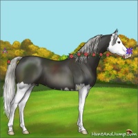 Horse Color:Liver Chestnut Splash