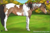 Horse Color:Buckskin Tobiano Frame 