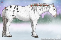 Horse Color:Brown Appaloosa