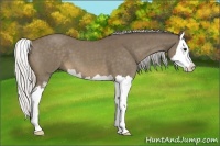Horse Color:Silver Buckskin Roan Sabino Splash