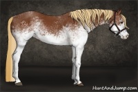 Horse Color:White Spotted Chestnut Rabicano 