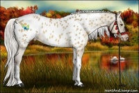 Horse Color:Silver Buckskin Dun Tobiano Near Leopard 