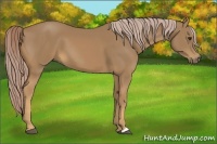 Horse Color:Palomino 