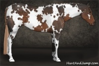 Horse Color:White Spotted Liver Chestnut 