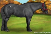 Horse Color:Black Appaloosa 