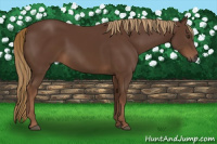 Horse Color:Gray Chestnut 