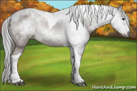 Horse Color:Gray Bay Tobiano Appaloosa 