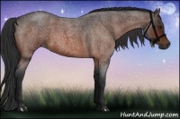 Horse Color:Bay Roan 